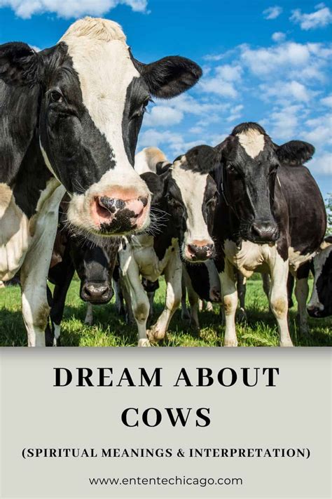 The Possible Link Between Dreams of Cow Kicking and Anxieties