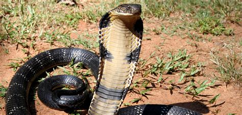 The Power and Symbolism of the Majestic King Cobra in Mythology and Culture