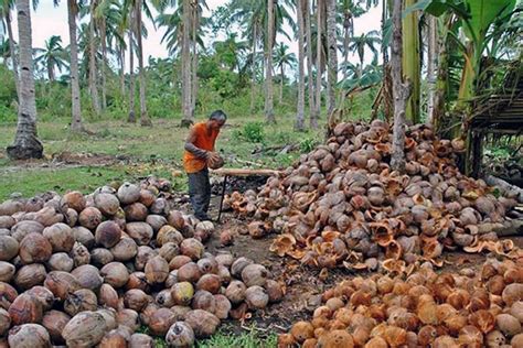 The Power of Nature's Treasure: Empowering Achievements through Coconut Commerce