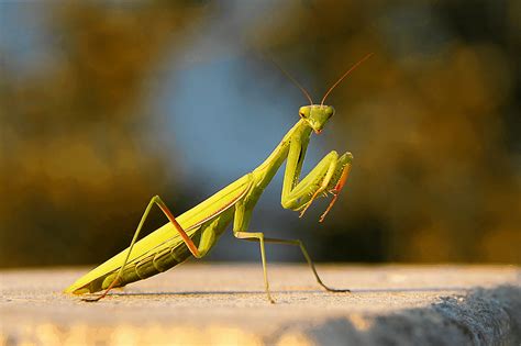 The Praying Mantis as a Guide: Life Lessons and Spiritual Growth
