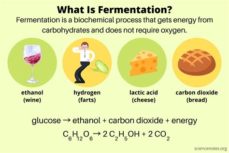 The Process of Fermentation