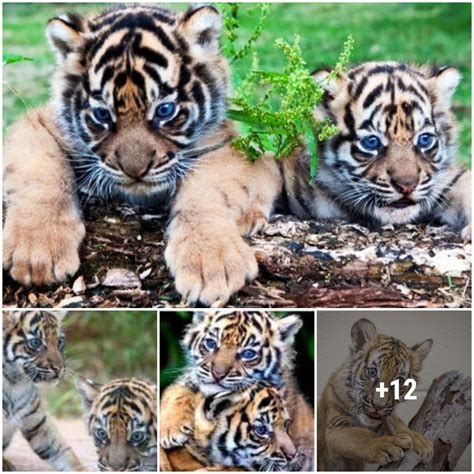 The Profound Emotional Impact of Unexpected Tiger Cub Encounters