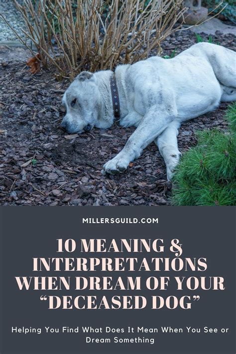 The Psychological Significance of Dreaming about a Deceased Animal