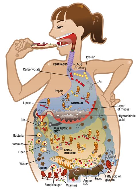 The Psychological and Emotional Significances Behind Dreaming of Digestive Experiences