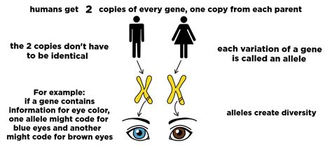 The Role of Genetics in Determining Your Figure: Myth or Reality?