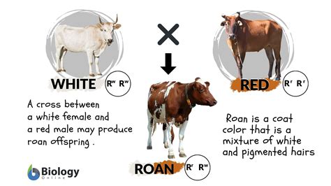 The Role of Honor and Dominance in Bovine Skirmishes