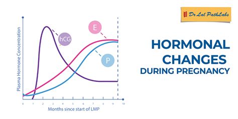 The Role of Hormonal Changes in Pregnancy Dreams