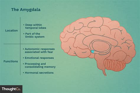 The Role of the Amygdala: How It Influences Our Experience of Nightmares