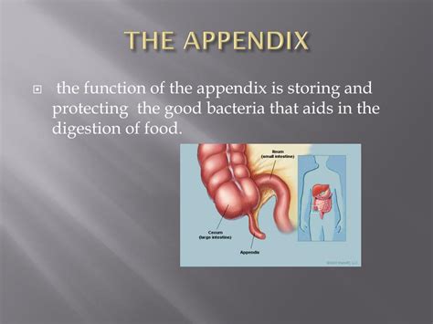 The Role of the Appendix in Digestive Well-being