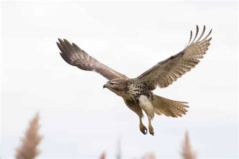 The Role of the Majestic Chicken Hawk in Various Cultural and Mythological Contexts