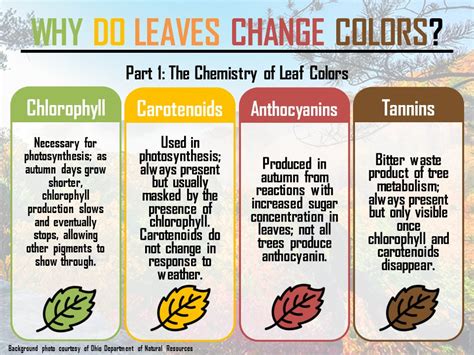 The Science Behind Brilliant Foliage: Understanding Coloration