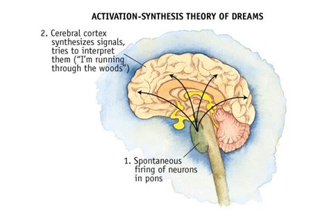 The Science Behind It: How Dreams Impact Our Brain Chemistry
