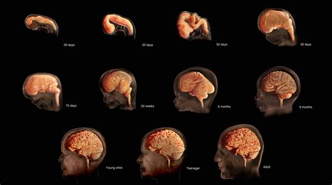 The Science Behind Womb Dreams: Neurological Perspectives