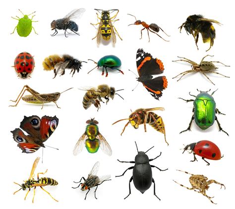 The Secret Significance of Different Insect Species Encountered in Dreams
