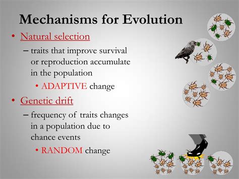 The Sensation of Being Observed: A Result of Evolutionary Survival Mechanisms