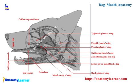 The Significance of Canine Tongue Contact with Human Lower Limbs in One's Dreams