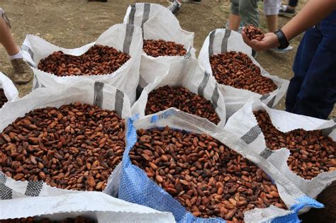 The Significance of Cocoa in Indigenous Cultures and Rituals