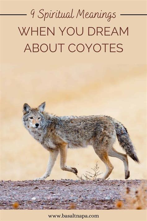The Significance of Coyotes in Dreams
