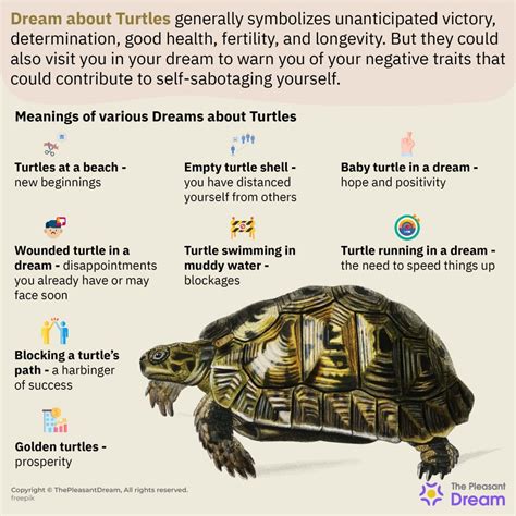 The Significance of Dreaming about a Tortoise Shell
