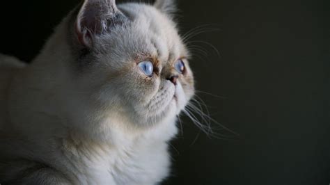 The Significance of Feline Reveries: Insights into Our Unconscious Mind