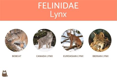 The Significance of Felines in Various Cultures