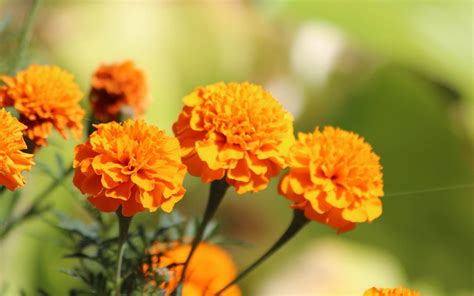 The Significance of Lively Golden Marigolds
