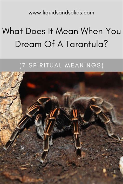 The Significance of Misplacing a Tarantula in Dreams