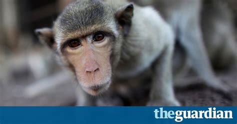 The Significance of Nightmares: Attacked by a Primate