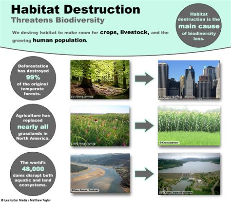 The Significance of Preserving Bird Habitats