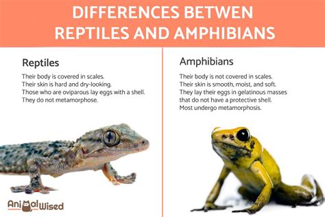 The Significance of Reptiles and Amphibians in Dreams