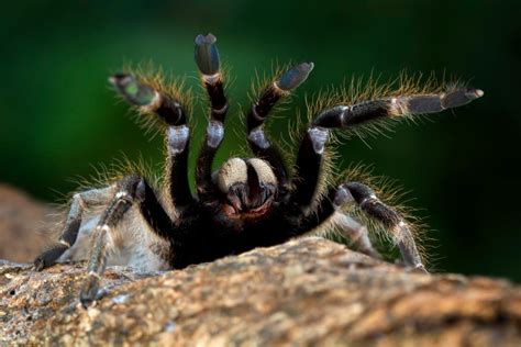 The Significance of Tarantulas in Your Dreams