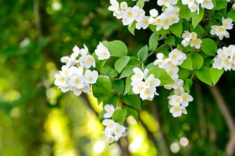 The Significance of the Pristine Jasmine Blossom in Culture