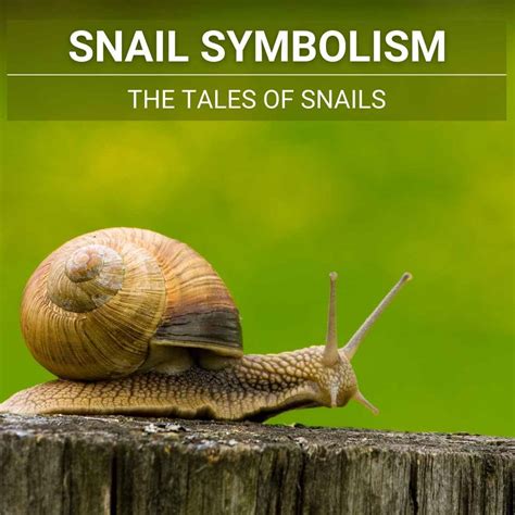 The Slow and Steady Journey: Snail Symbolism in Dreams