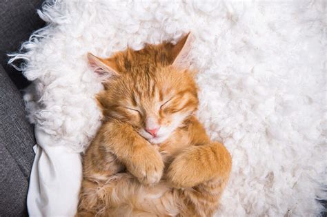 The Soothing Effects of Nurturing Cats: A Genuine Source of Comfort