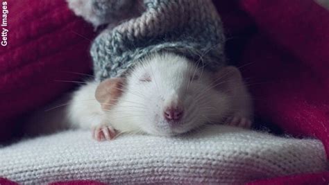 The Surprising Symbolism of Dreaming About Delivering Rodents