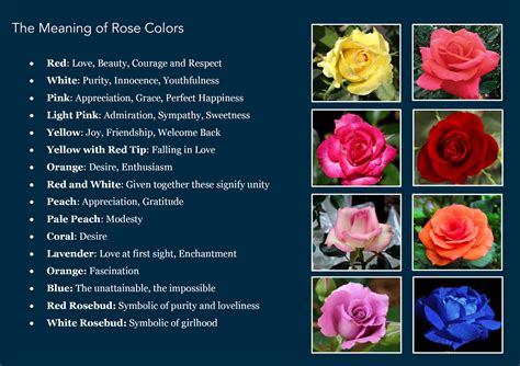 The Symbolic Beauty of the Rose-Colored Blossom