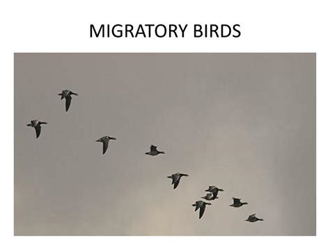 The Symbolic Journey of Migratory Birds in Dreams