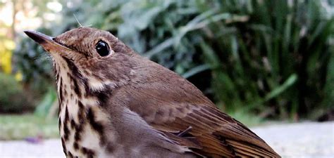 The Symbolic Meaning of Avian Dreams in the Sanctuary of Sleep