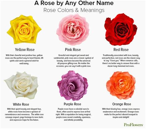 The Symbolic Meaning of Roses in Dreams