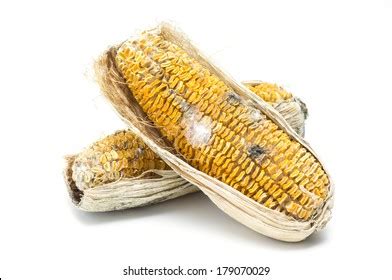 The Symbolic Power of Decayed Maize: Revealing Concealed Significances