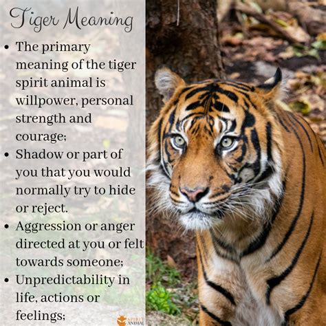 The Symbolic Power of the Majestic Tiger