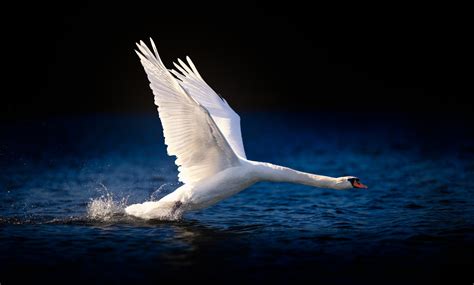 The Symbolic Significance of Dreams Involving Swan Pursuit