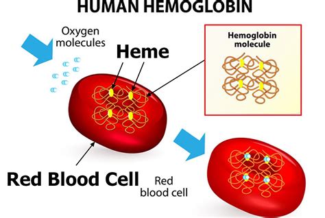 The Symbolic Significance of Hemoglobin in Dreams