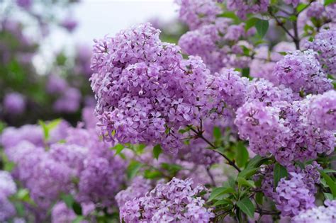 The Symbolic Significance of Lilac in Dreamscapes