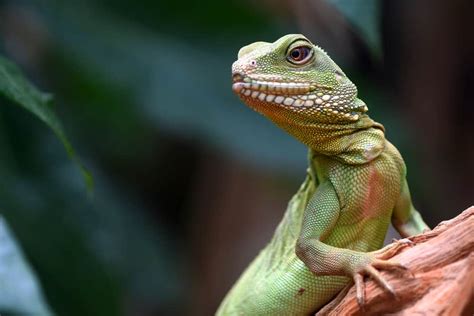 The Symbolic Significance of Lizards in Various Cultures