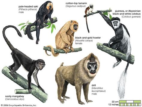The Symbolic Significance of Primate Reveries