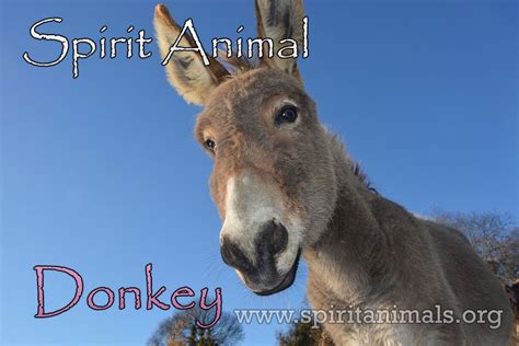 The Symbolic Significance of a Donkey's Act of Parturition in Dreams
