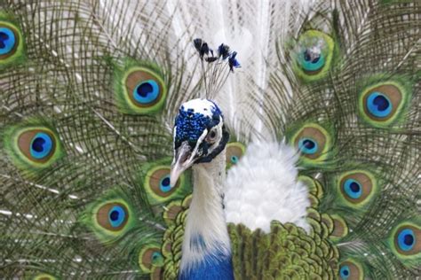 The Symbolic Significance of a Peacock's Dazzling Hues