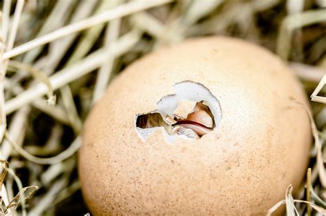 The Symbolism of Bird Eggs Hatching