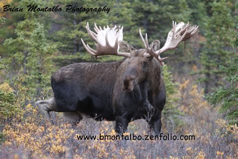 The Thrill of the Hunt: Real-Life Adventures and Breathtaking Moose Stories